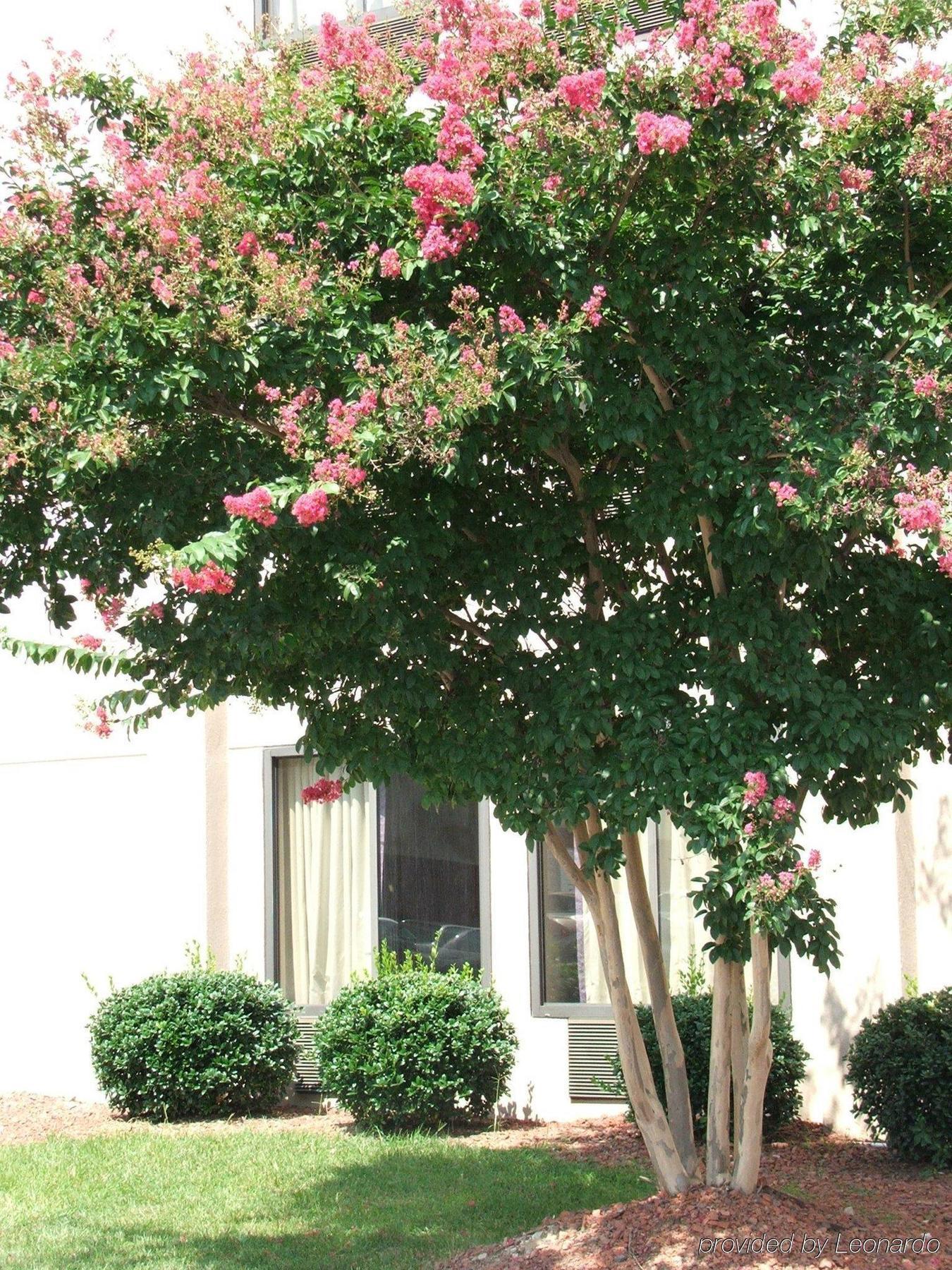 Holiday Inn Express Raleigh-Durham Airport By Ihg Morrisville Esterno foto